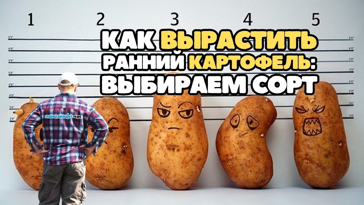 Как вырастить ранний картофель: какой сорт картошки выбрать