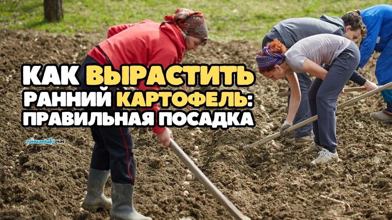 Как выбрать и посадить семена раннего картофеля, чтобы вырастить хороший урожай