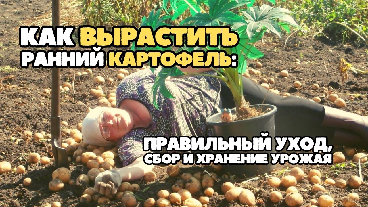 Как вырастить ранний картофель: правильный уход, как собрать и хранить урожай