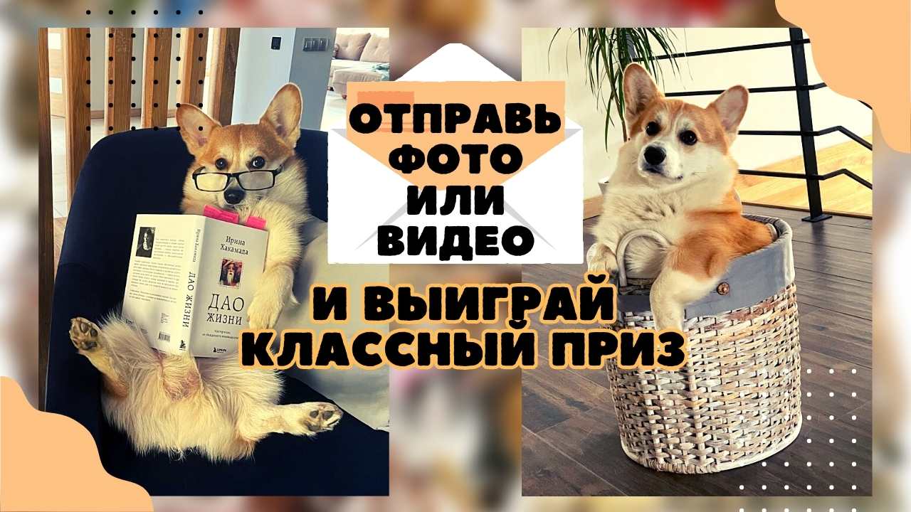 Конкурс фото и видео «Питомцев шалости – для радости!»: участвуйте и выигрывайте!