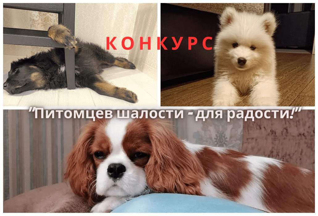 Первые участники конкурса фото и видео «Питомцев шалости – для радости!» восхищаются забавами своих щенков.