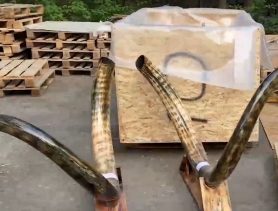 В Беларуси выявили контрабанду бивней мамонтов на огромные деньги