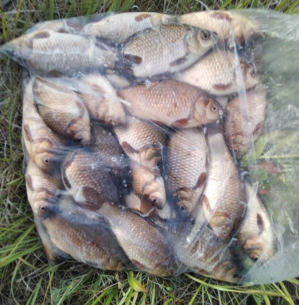 рыбалка карась