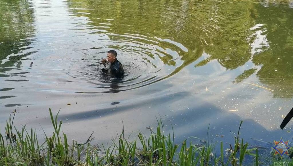 В озере в брестском парке чуть не утонула собака. 7 июня 2023 года