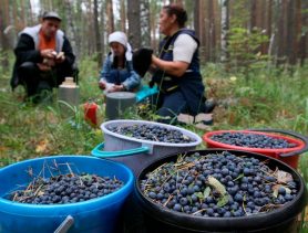 Что собираются делать из черники на предприятии в Брестской области?