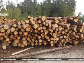 Из Беларуси хотели контрабандным путем вывезти 900 тонн древесины