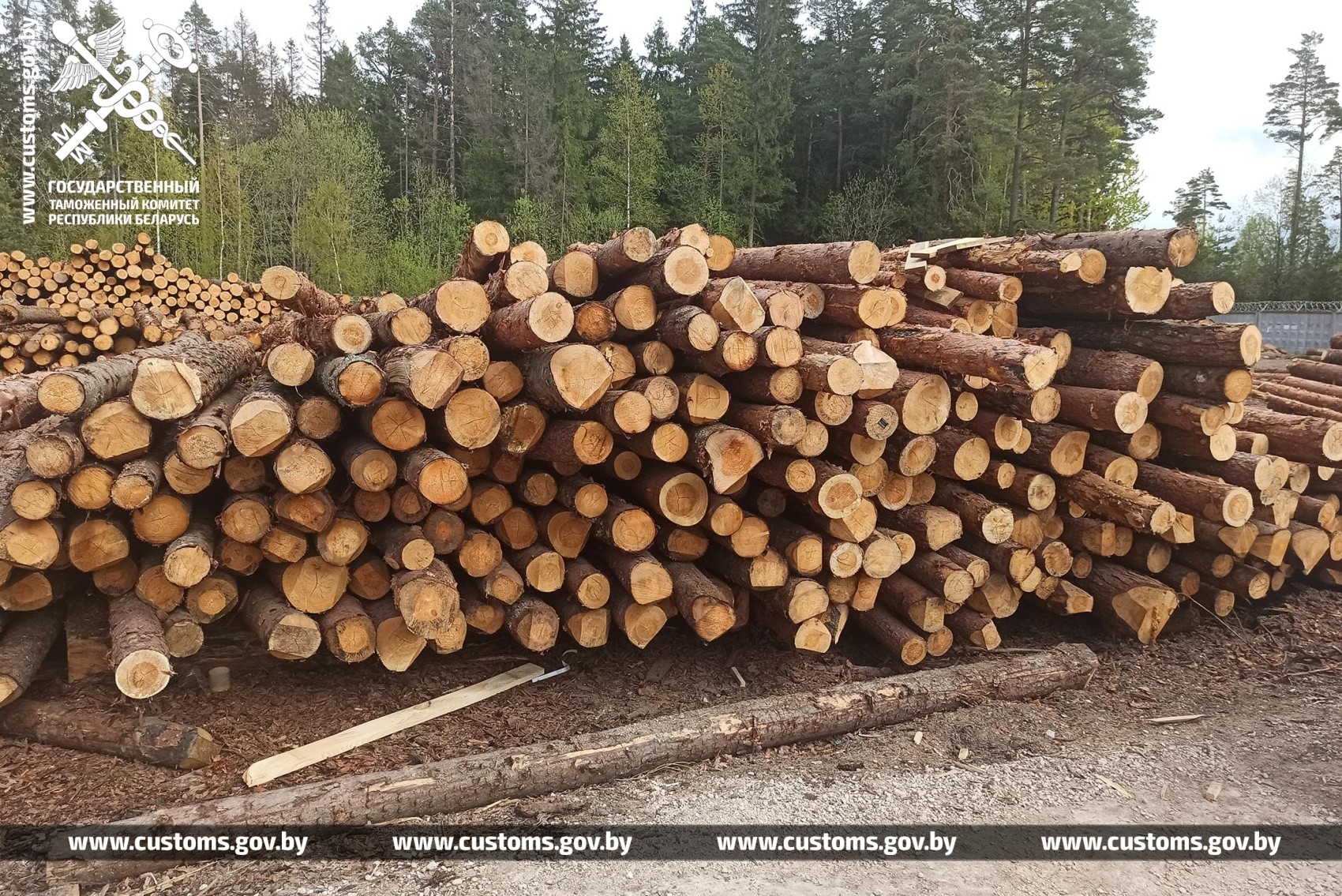 Из Беларуси хотели контрабандным путем вывезти 900 тонн древесины