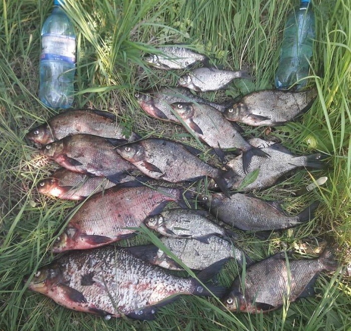 рыбалка на Березине