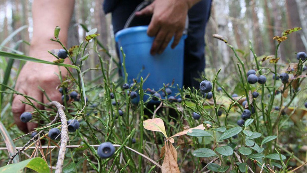 Где в Брестской области чернику принимают, а где – только готовятся?