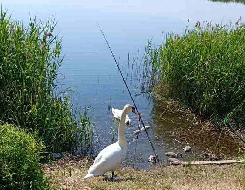 лебеди