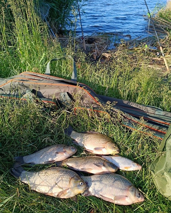 караси