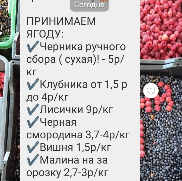 Где в Брестской области чернику принимают, а где – только готовятся?