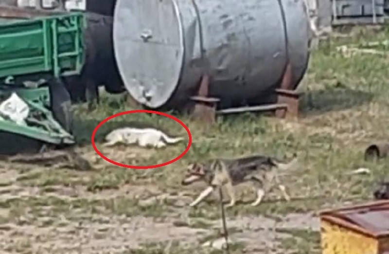 Убитая собака возле приюта в Ивацевичах
