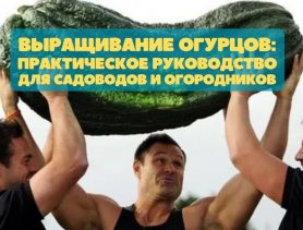 Правильное выращивание огурцов: простые шаги для богатого урожая