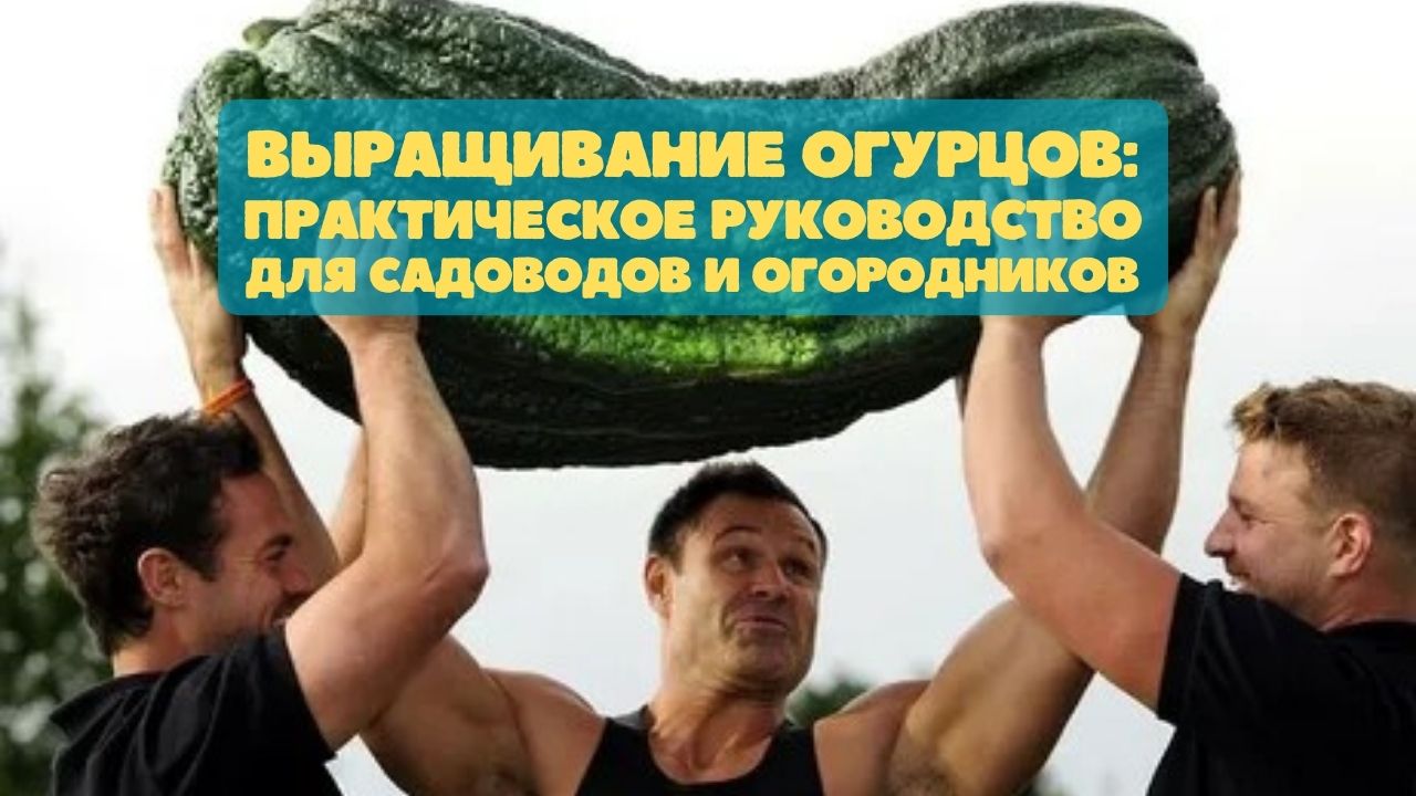 Правильное выращивание огурцов: практическое руководство для садоводов и огородников