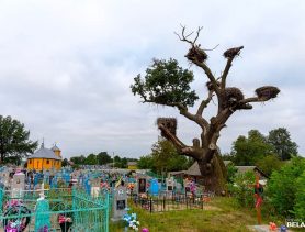 Незвычайнае дрэва памірае ў Івацэвіцкім раёне: чым яно адметнае?