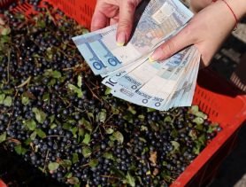 Плохие новости для сборщиков черники: цена низкая и шансов на высокий рост немного
