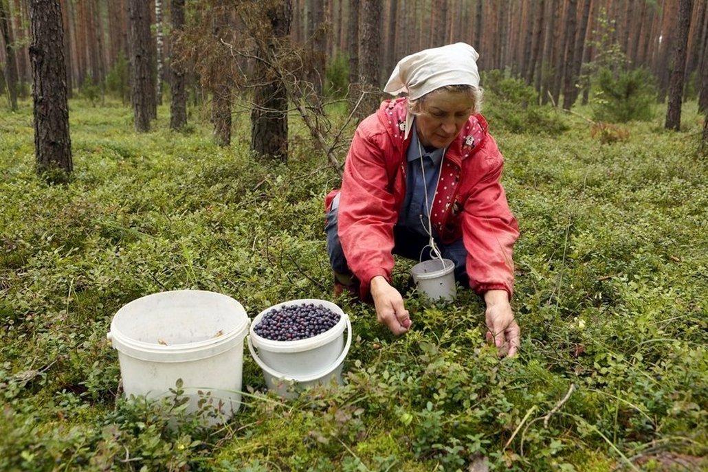 Выгоднее всего собирать чернику руками - её цена дороже.