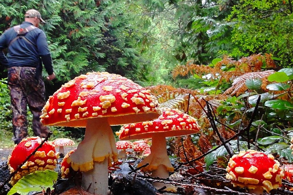 Шляпки мухоморов можно сдавать за деньги.