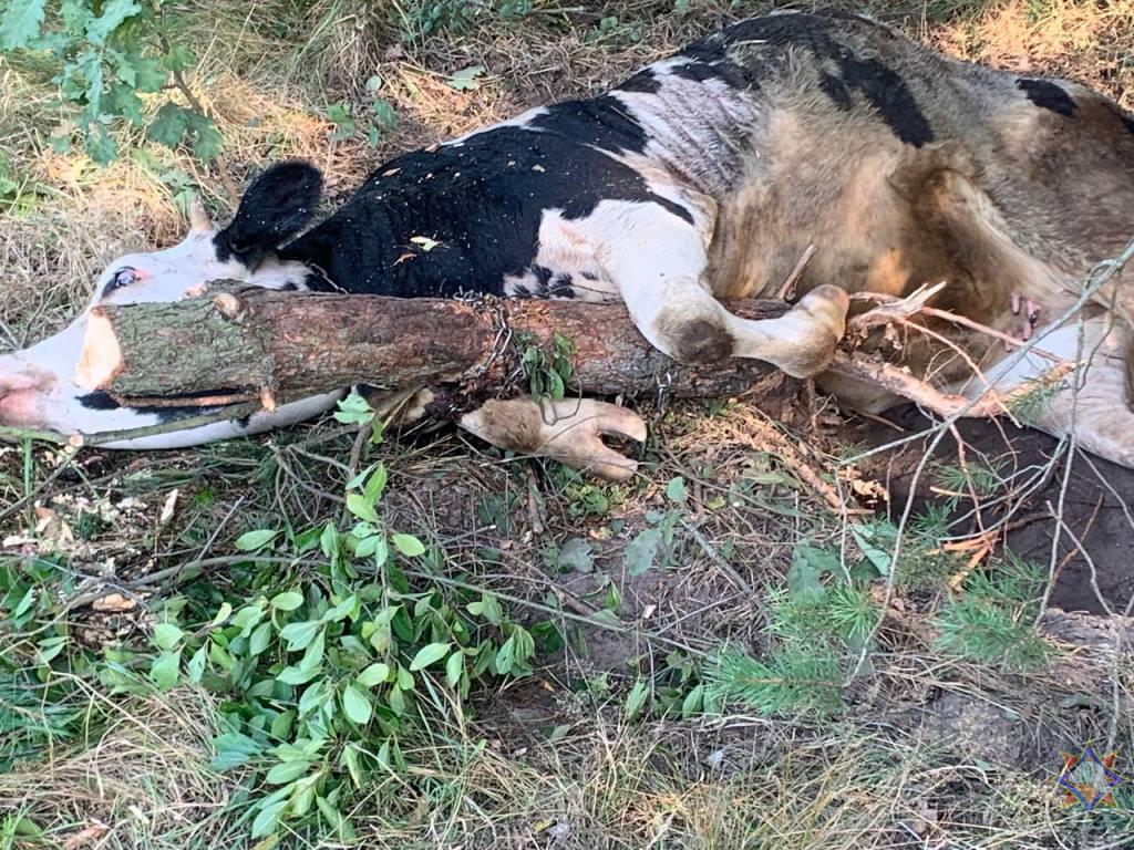 Спасатели помогли корове выбраться из «ловушки» около Ганцевичей. 28 августа 2023 года