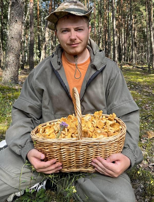 грибы лисички