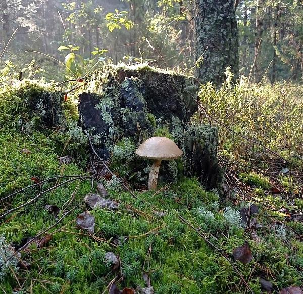 гродно грибы