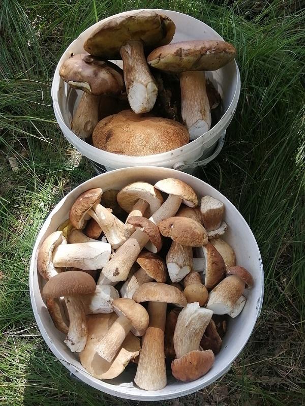 боровики Добруш грибы