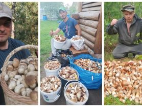 В Беларуси боровики собирают тысячами. А почем продают грибы?