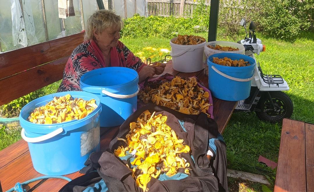 58 литров грибов на двоих собрали 24 августа 2023 года в Березинском районе Минской области