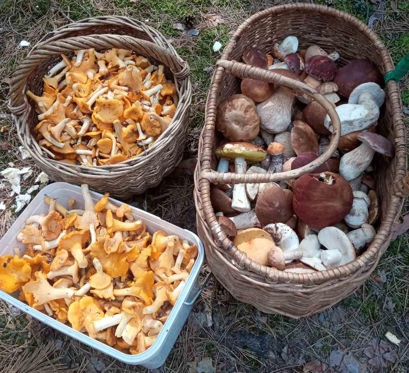 грибы боровики