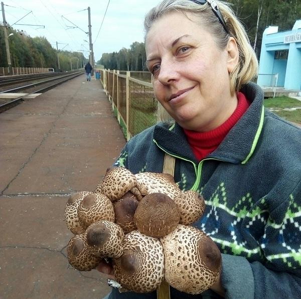грибы зонтики