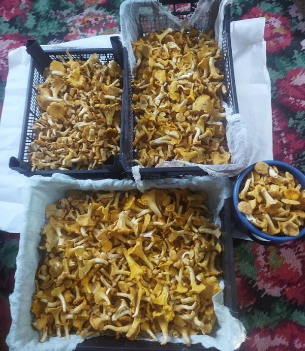 грибы лисички