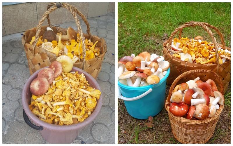 грибы Лепель