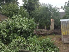 От сильного ветра в Брестской области падали деревья