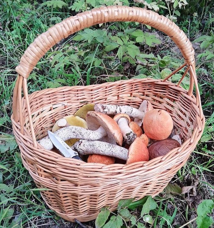 грибы Столбцы