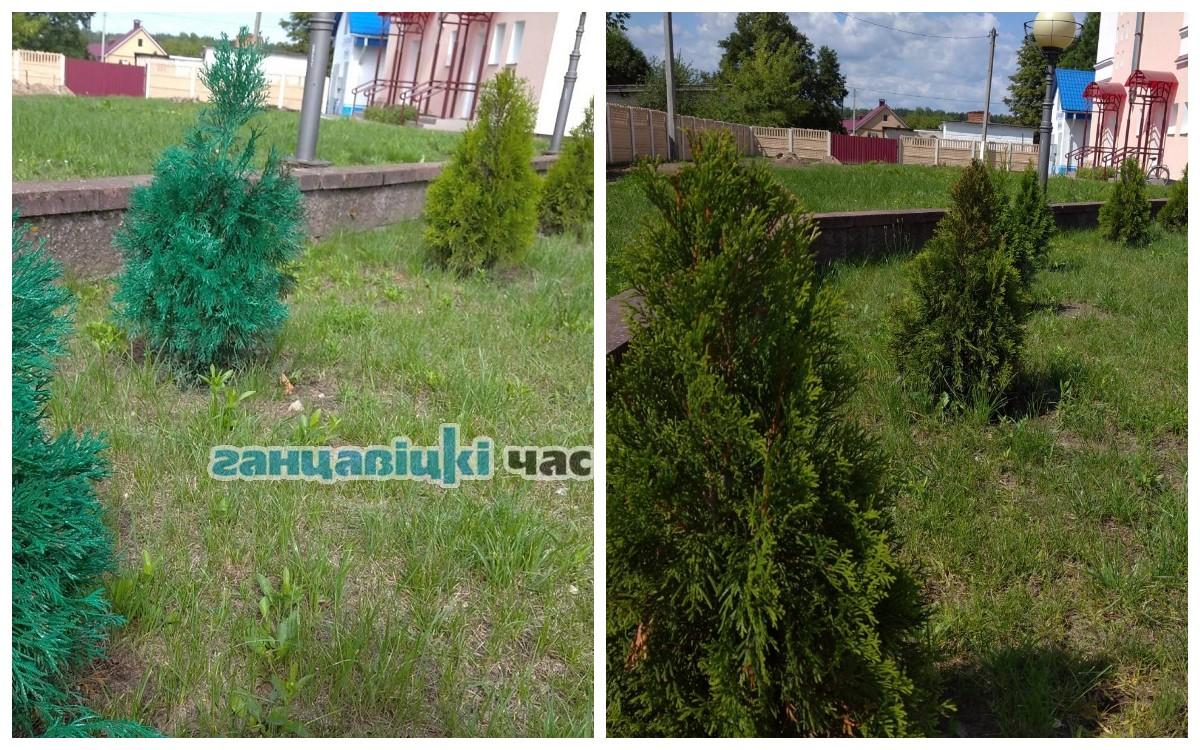 Справа - новые туи в ганцевичах на месте крашеных