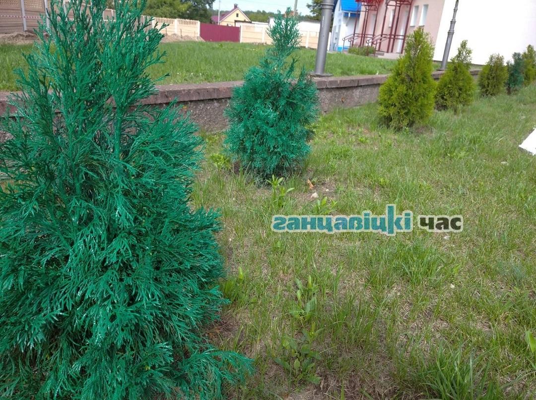 В Ганцевичах туи теперь нового, красивого цвета
