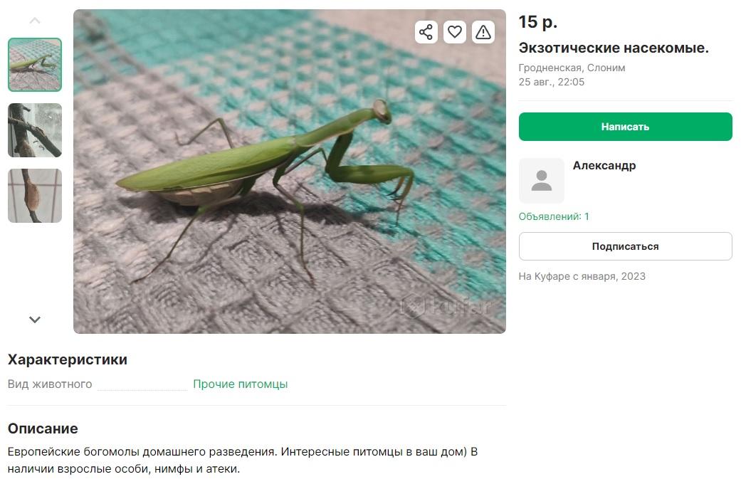 богомол