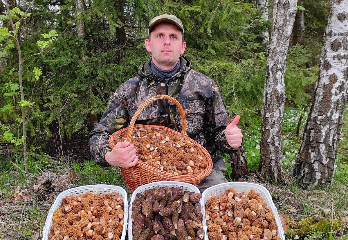 Весенние грибы сморчки