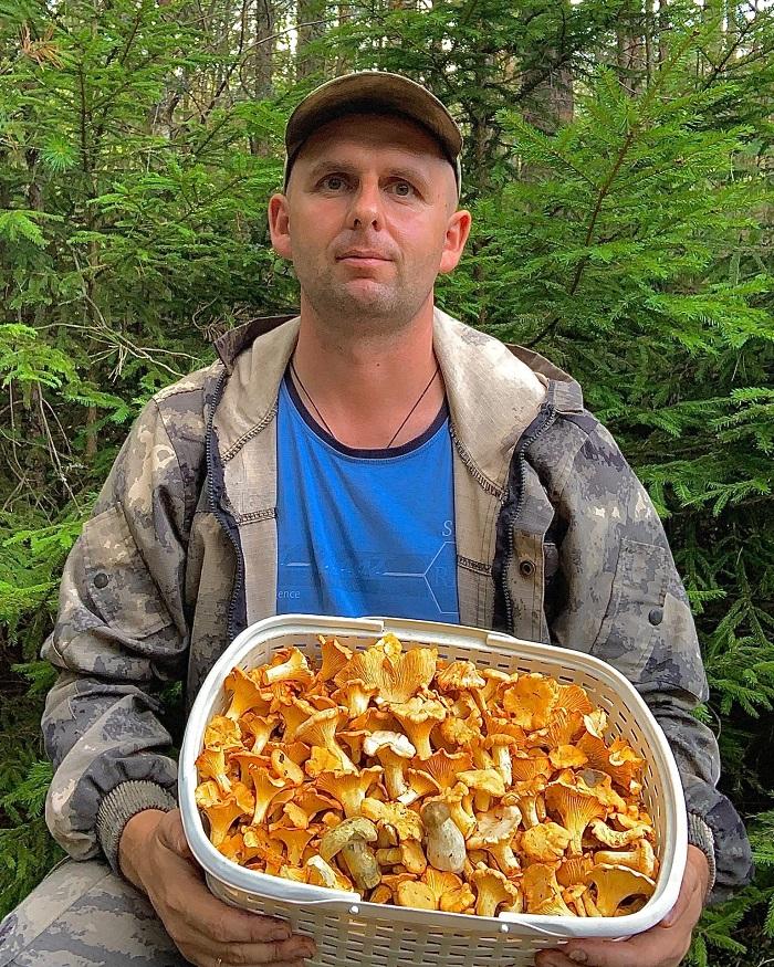 Желобкович грибы лисички