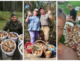 Боровики на Комаровке, как на бирже. А как дела у грибников в Беларуси?