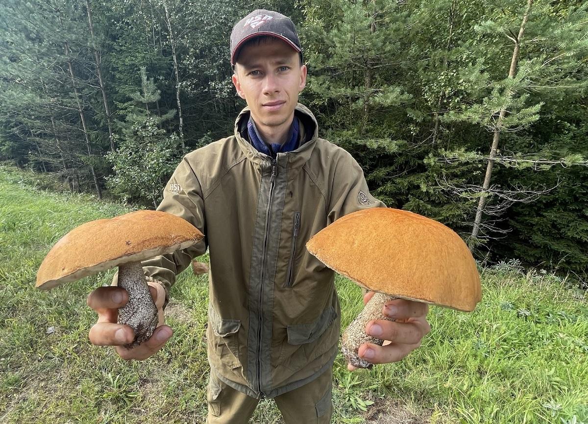 Логойские грибы