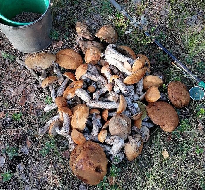 рыбалка грибы