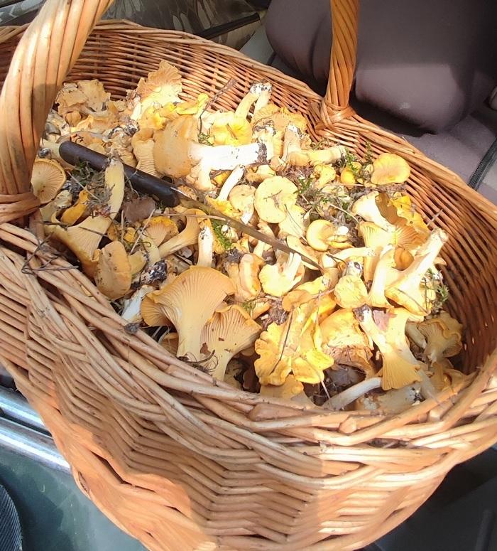 лисички грибы Пружаны