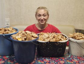 Грибная лихорадка: за пару часов багажник опят собирают в Беларуси