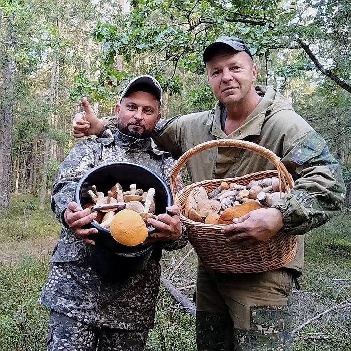 грибы Столбцы