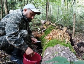 Опята хоть косой коси! Что ещё нового у грибников Беларуси