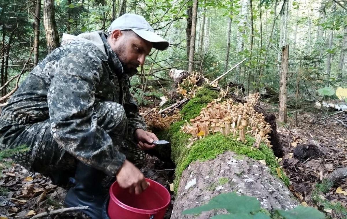 Александр Шевцов собирал грибы в Налибокской пуще. Были и опята