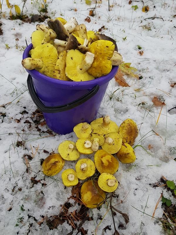 грибы зелёнки