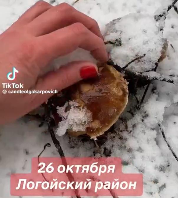 грибы снег